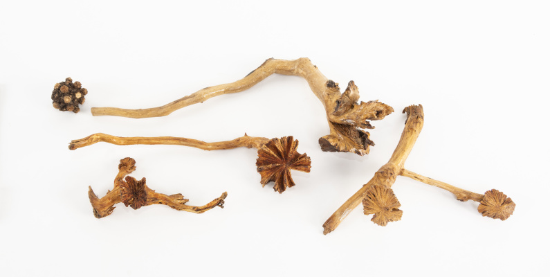 Varnished specimens of wood roses created by Dactylanthus taylorii in the Tuhura Otago Museum Collection2