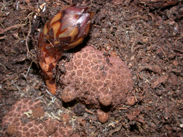 Dactylanthus taylorii flower and tuber. Image by A Holzapfel DOC