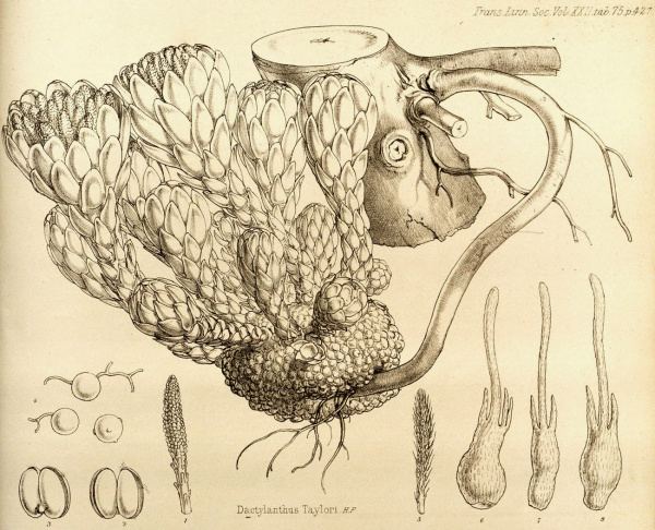Botanical drawing of Dactylanthus taylorii as described by Hooker in 1859