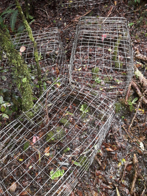 Cages protecting Dactylanthus plants in Taranaki area. Image by naturewatchwidow CC BY.